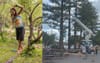 Byron’s Generational Slacklining Community Forced To Migrate As Council Removes Damaged Norfolk Pines