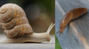 Snail With Two Investment Shells Says Maybe Slugs Could Afford One If They Stopped Eating Out So Much