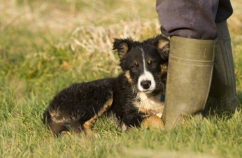 a Free-Range puppy awaiting to be sold