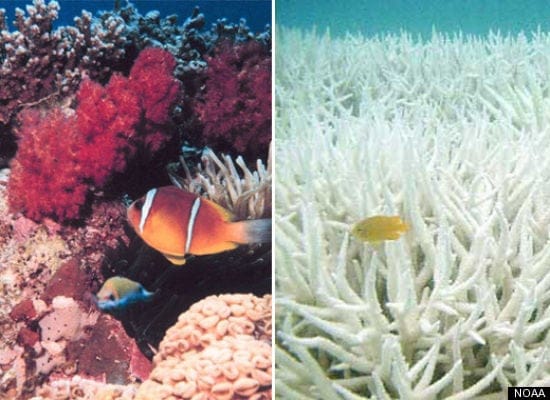 Toxic filthy coral (left) and coral after it's been washed by the new coral cleaners (right) SOURCE: Hancock Prospecting Annual Report