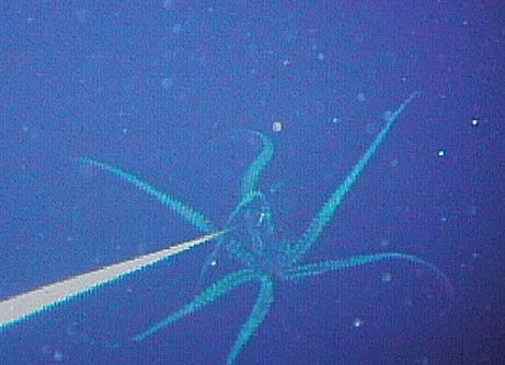 A giant squid was caught of the coast of Java last week. PHOTO: Reuters