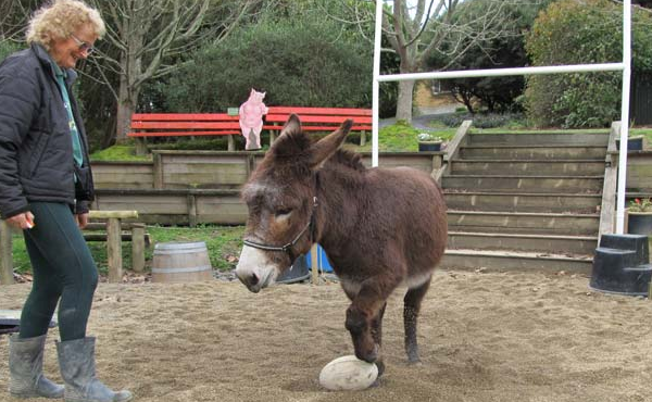 Waratah's player Jacques Potgieter's, and his horse Nelson, made the trip all the way from South Africa, only to be ridiculed by other players