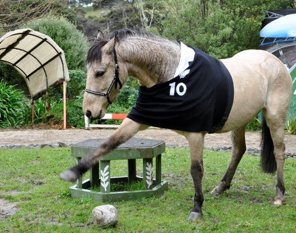 David Pocock's horse, Nancy.