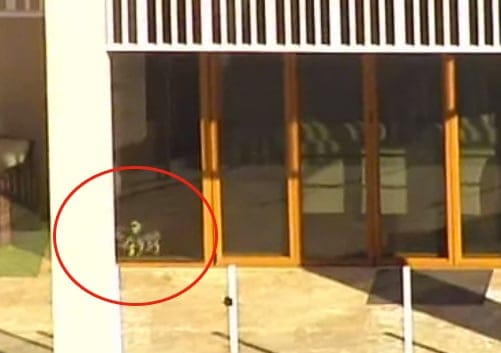 Johnny Depp's pet Yorkshire terriers, Pistol (3) and Boo (2) huddle in terror as local media attempts to aggrevate