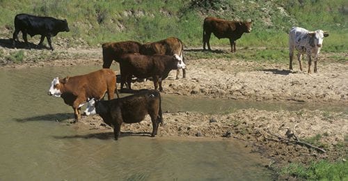 Rampant overconsumption of DHMO can cause dangerous weight gain in cattle. PHOTO: Supplied.