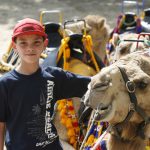 camel train