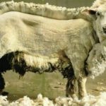 Sheep-in-process-sheering