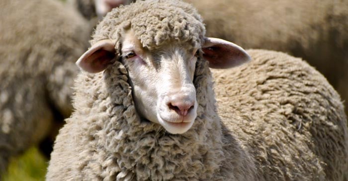 "It All Makes Sense" Says Traumatised Tamworth Merino